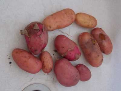 Les avantages et les inconvénients des pommes de terre