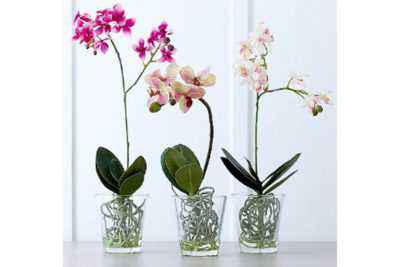 Les bienfaits des céramis pour les orchidées