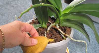 Les feuilles jaunissent à l’orchidée Phalaenopsis