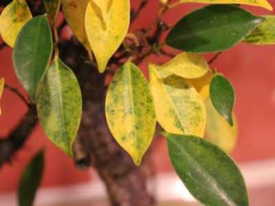 Les feuilles jaunissent et sèchent: causes, traitement
