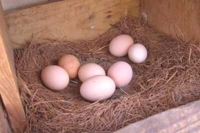 Les raisons de la baisse de la production d'œufs de caille