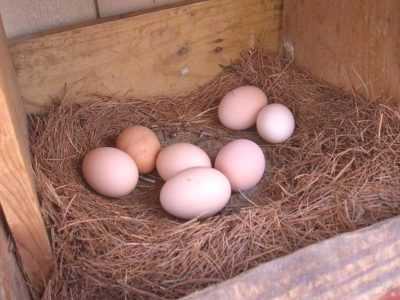 Les raisons de la baisse de la production d’œufs de caille
