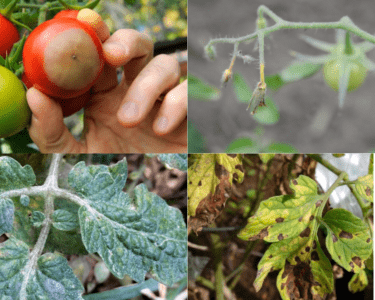 Les raisons de l'apparition de feuilles violettes sur les tomates