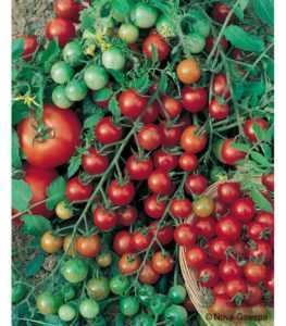Les variétés les plus populaires de tomates cerises