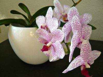 L'orchidée provoque-t-elle des allergies