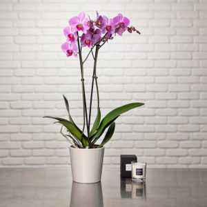 Ludisia soin des orchidées à domicile