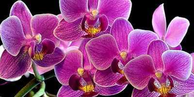 L'utilisation de pâte de cytokinine pour les orchidées