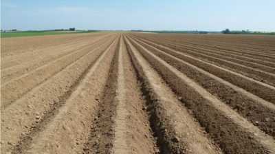 L'utilisation d'herbicides pour les pommes de terre contre les mauvaises herbes