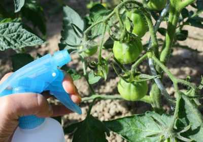 L'utilisation du monophosphate de potassium pour les tomates