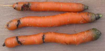 Lutter contre une mouche de la carotte