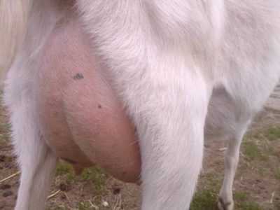 Maladies du pis de chèvre et comment les traiter