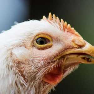 Maladies oculaires courantes chez les poulets