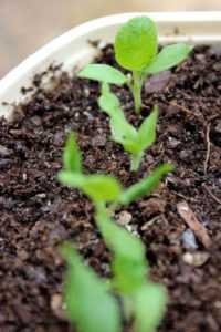 Mauvaise croissance des semis d’aubergine