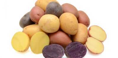Meilleures variétés de pommes de terre pour la région du Nord-Ouest