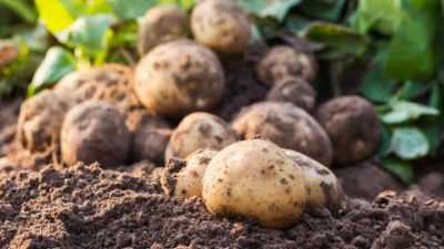 Méthodes de culture des pommes de terre à partir de graines
