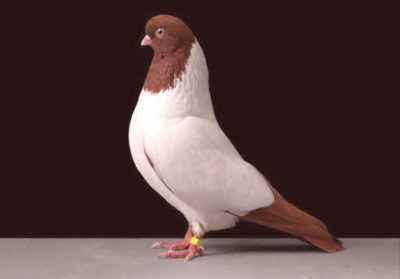 Moines pigeons caractéristiques