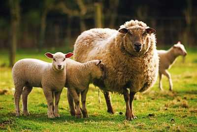 Moutons sauvages et domestiques
