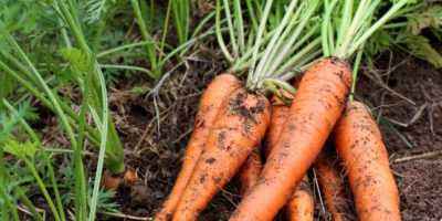 Nourrir les carottes après la levée