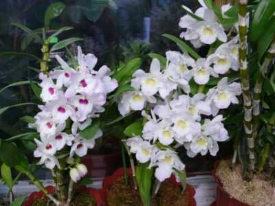 Orchidée Brassavol caractéristique