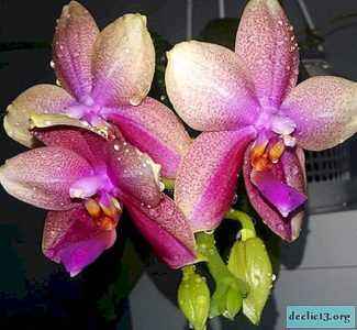 Orchidée Liodoro et ses soins