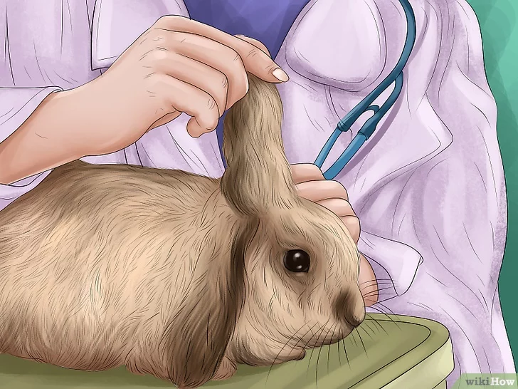 Pasteurellose chez le lapin et méthodes de traitement