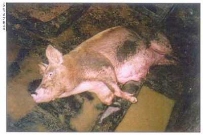 Peste porcine classique et ses conséquences