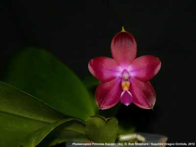 Phalaenopsis croissant saphir