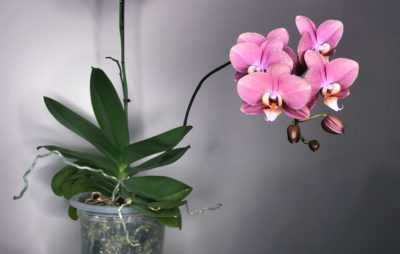 Phalaenopsis Mix Care