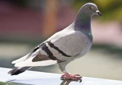 Pigeons sauvages et domestiques