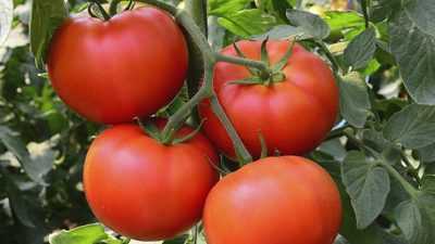 Plantez ensuite des tomates dans le jardin