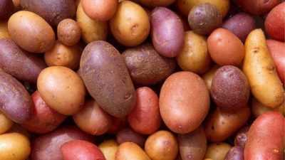Point de congélation des pommes de terre