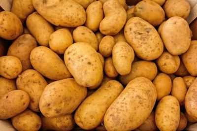Pommes de terre de semence et ses variétés