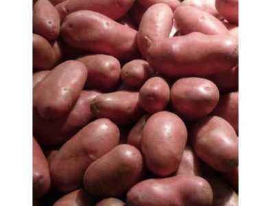 Pommes de terre Laura