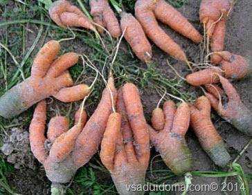 Pourquoi les carottes deviennent laides