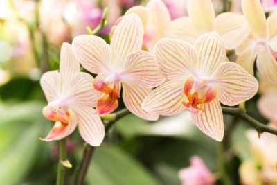 Pourquoi les fleurs d'orchidées flétrissent-elles?