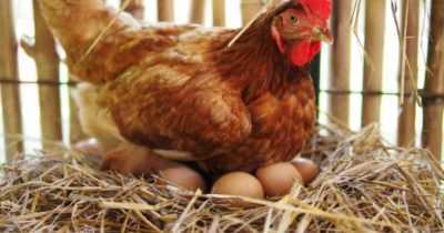 Pourquoi les poulets picorent les œufs et comment y faire face