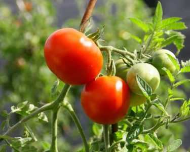 Pourquoi les semis de tomates peuvent devenir blancs