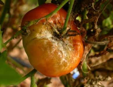 Pourquoi les tomates peuvent avoir des feuilles blanches