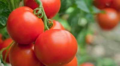 Pourquoi les tomates peuvent-elles pourrir