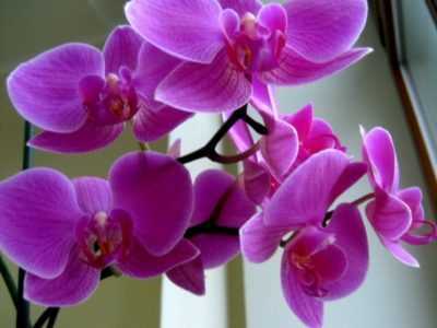 Pourquoi l’orchidée devient jaune