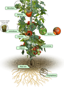 Prévention et traitement de la pourriture grise des tomates