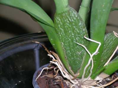 Pseudobulbe dans une orchidée: qu'est-ce que c'est