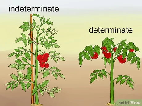 Quand couper les feuilles de tomates