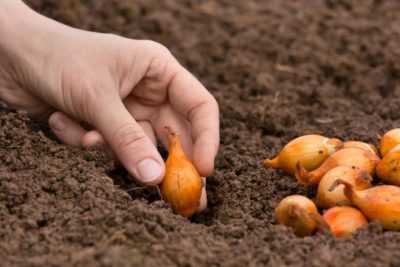 Que choisir pour traiter les oignons avant de les planter dans le sol