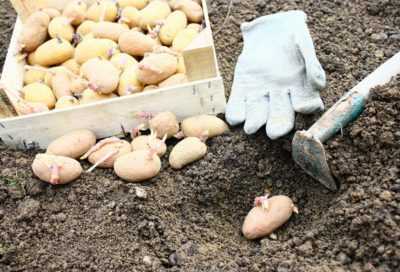 Quel engrais pour nourrir le sol lors de la plantation de pommes de terre