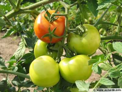 Quel est le meilleur moment pour planter des tomates pour les semis