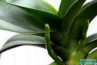 Quelle est la différence entre la racine d'orchidée et le pédoncule