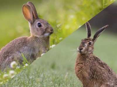 Quelle est la différence entre un lièvre et un lapin