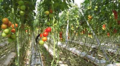 Quelle fertilisation est nécessaire pour les tomates pendant la période de fructification