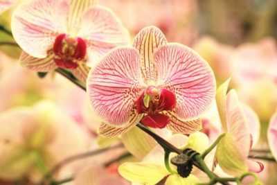 Quelles orchidées sont les plus belles du monde